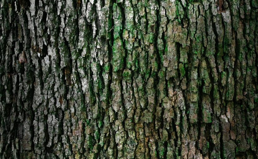 Ładny i {schludny ogród to nie lada wyzwanie, szczególnie jak jego pielęgnacją zajmujemy się sami.