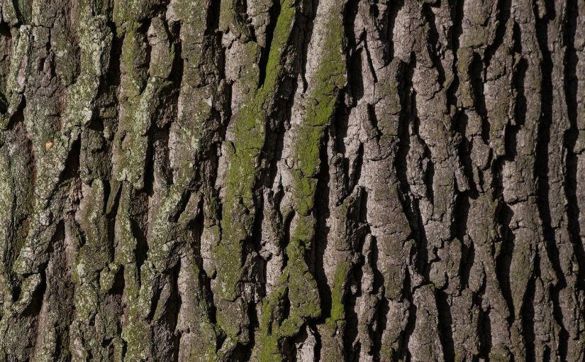Przepiękny i {zadbany ogród to nie lada wyzwanie, zwłaszcza jak jego konserwacją zajmujemy się sami.